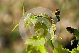 Grapevine with fresh leaves and unripe berries