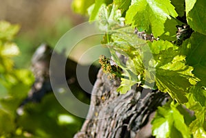 Grapevine with fresh leaves and unripe berries