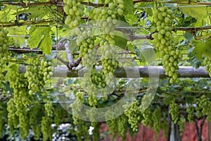 Grapevine full of bunches of green grapes