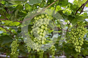 Grapevine full of bunches of green grapes