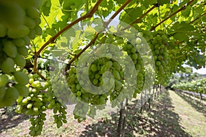 Grapevine full of bunches of green grapes