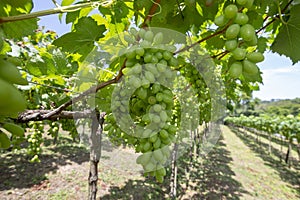 Grapevine full of bunches of green grapes