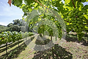 Grapevine full of bunches of green grapes