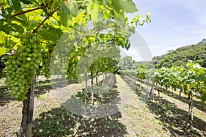 Grapevine full of bunches of green grapes