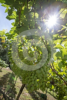 Grapevine full of bunches of green grapes