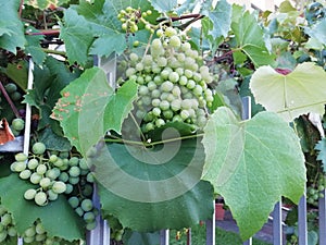 Grapevine with grapes ready fo the harvest