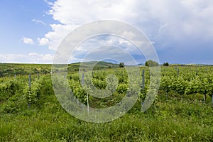 Green grapevine near Urlati village