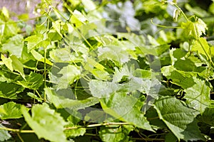 Grapevine, green foliage background, fresh grape leaves