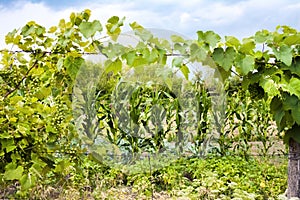 Grapevine with green grapes and vegetable garden on background