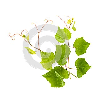 Grapevine with green leaves isolated on white. There is free space for text