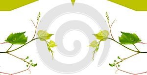 Grapevine with green leaves isolated on white. There is free space for text. Collage. Wide photo