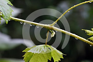 Grapevine. Green shrub and close-up on a leaf in the rain