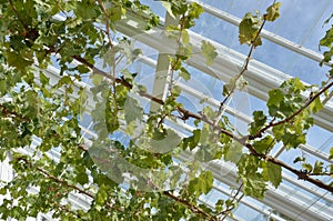 Grapevine in greenhouse