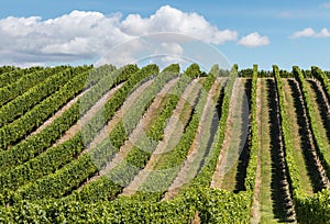 Grapevine growing in rows in vineyard over hill