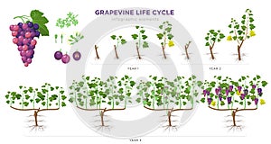 Grapevine growing stages infographic elements in flat design. Planting process of grape 1 - 3 years from seeds, sprout