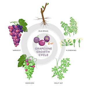 Grapevine growth infographic elements isolated on white, flat design set. Planting process of grape from seeds, bud