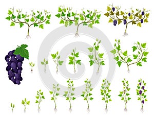 Grapevine Growth Life and Germinate Process Steps Big Vector Set