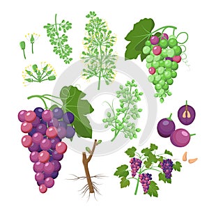 Grapevine growth set of infographic elements isolated on white, flat design illustrations. Planting process of grape
