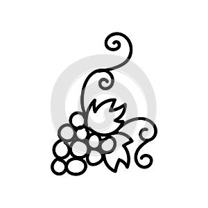 grapevine. Hand drawn doodle vector illustration isolated on whithe background. Simple drawings with black color