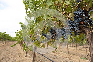 Grapevine with hanging blue clusters