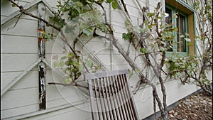 grapevine on housewall and chair