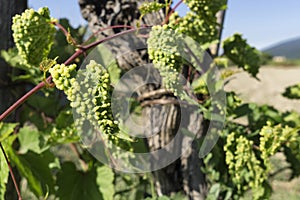 Grapevine infected by phylloxera parasite in vineyard photo