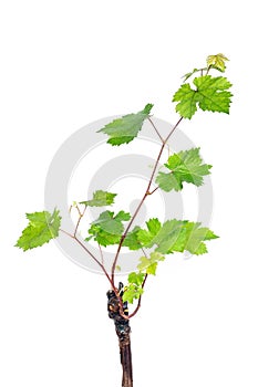 Grapevine isolated on white
