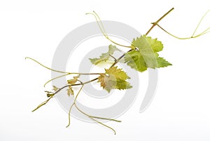 Grapevine isolated on white