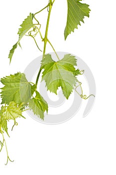 Grapevine isolated on white vertical border