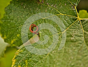 Grapevine leaf