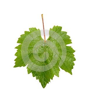 Grapevine Leaf