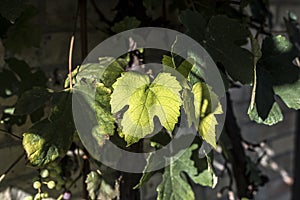 Grapevine leaf