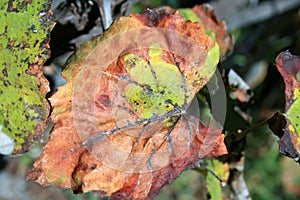 GRAPEVINE LEAF CHANGED BY AUTUMN COLORS