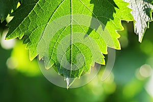 Grapevine leaf detail