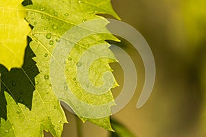 Grapevine leaf with a drop of water on it after rain. Vineyard after watering