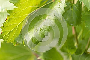 Grapevine leaf with a drop of water on it after rain. Vineyard after watering