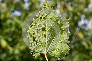 Grapevine leaf infested and affected by Phylloxera grape aphid (Dactylosphaera vitifoliae