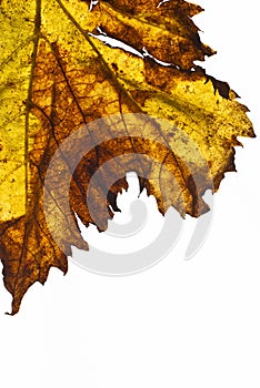Grapevine leaf isolated