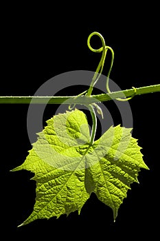 Grapevine leaf isolated on black