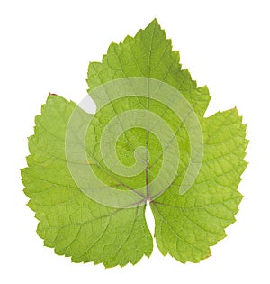 Grapevine leaf isolated on white background