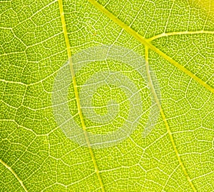 Grapevine leaf macro