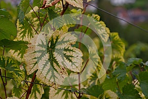 Grapevine leaf with Magnesium deficiency on the blurred background