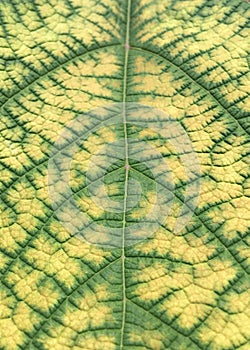 Grapevine leaf veins in Autumn