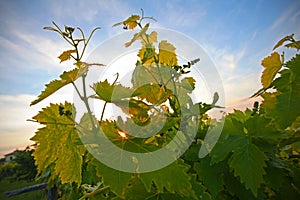 Grapevine leafs in the sunset