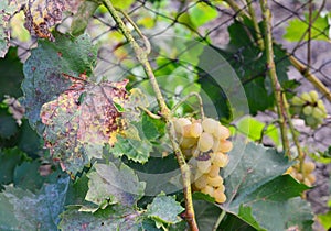 The grapevine leaves and berries are affected with Anthracnose of grapes, fungus disease, pierce disease that needs treatment