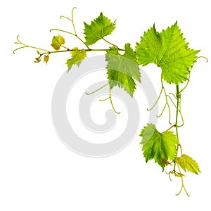 Grapevine leaves border isolated on white