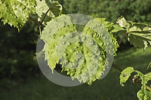 Grapevine leaves disease