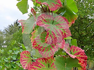 Grapevine leaves with red border