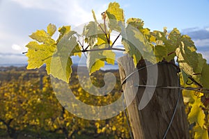 Grapevine leaves on stake