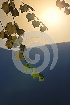 Grapevine Leaves In Vineyard